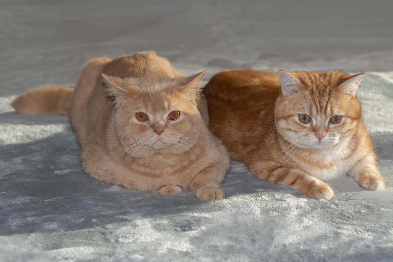 British Shorthair Cats Pets Bkh - MelaniMarfeld / Pixabay