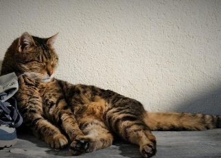 Cat Pet Animal Domestic Relax  - MatteoBaronti / Pixabay