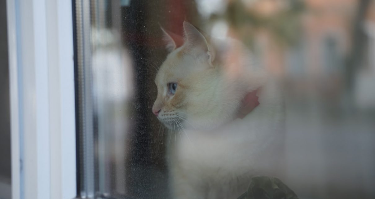 white cat looking out the window