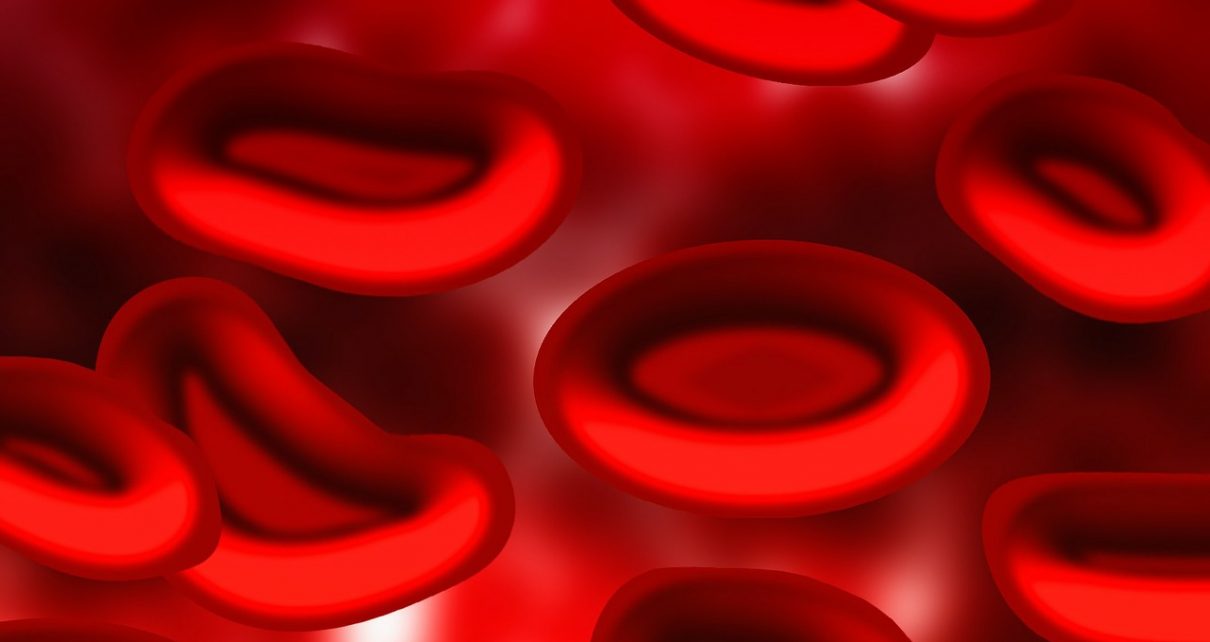 blood, blood plasma, red blood cells