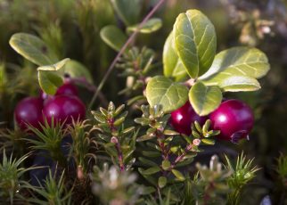 cranberries, heather, norwegian nature