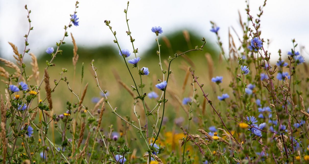 cichorium intybus, chicory flowers, flower background