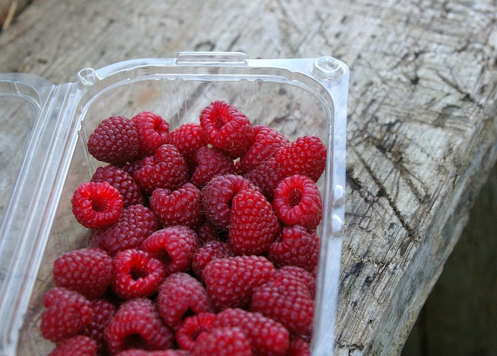 raspberries, harvest, nature