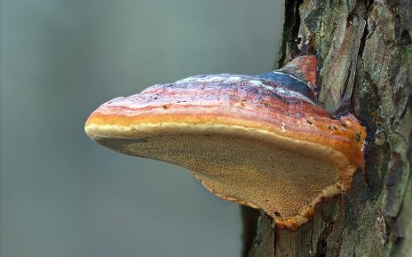 mushroom, reishi, tree mushroom