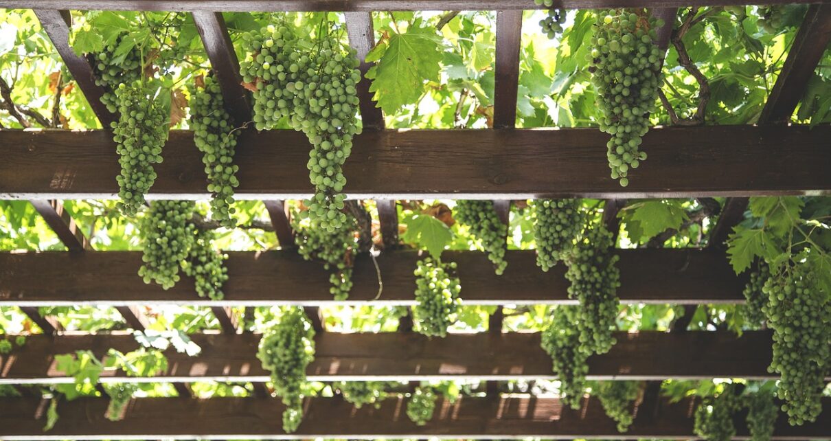 grapes hang vineyard green 1542862